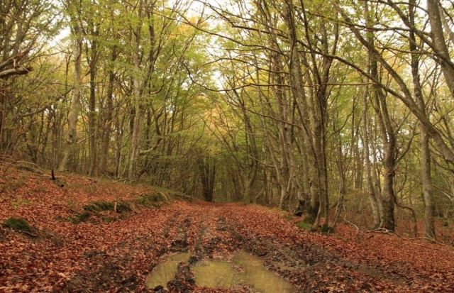 forests of infinite beauty 